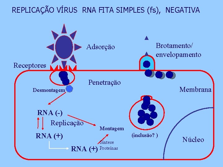 REPLICAÇÃO VÍRUS RNA FITA SIMPLES (fs), NEGATIVA Adsorção Brotamento/ envelopamento Receptores Penetração Membrana Desmontagem