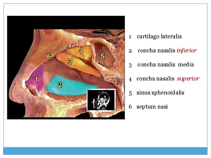 1 cartilago lateralis 2 concha nasalis inferior 3 concha nasalis media 4 concha nasalis