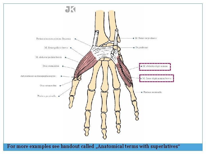 For more examples see handout called „Anatomical terms with superlatives“ 