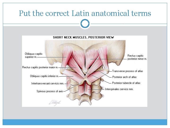 Put the correct Latin anatomical terms 