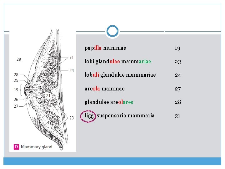 papilla mammae 19 lobi glandulae mammariae 23 lobuli glandulae mammariae 24 areola mammae 27