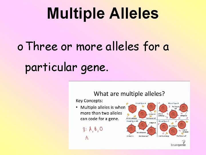 Multiple Alleles o Three or more alleles for a particular gene. 