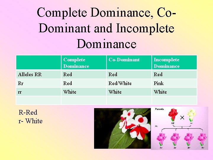 Complete Dominance, Co. Dominant and Incomplete Dominance Co-Dominant Incomplete Dominance Alleles RR Red Red