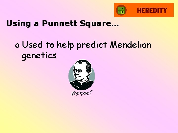 Using a Punnett Square… o Used to help predict Mendelian genetics 