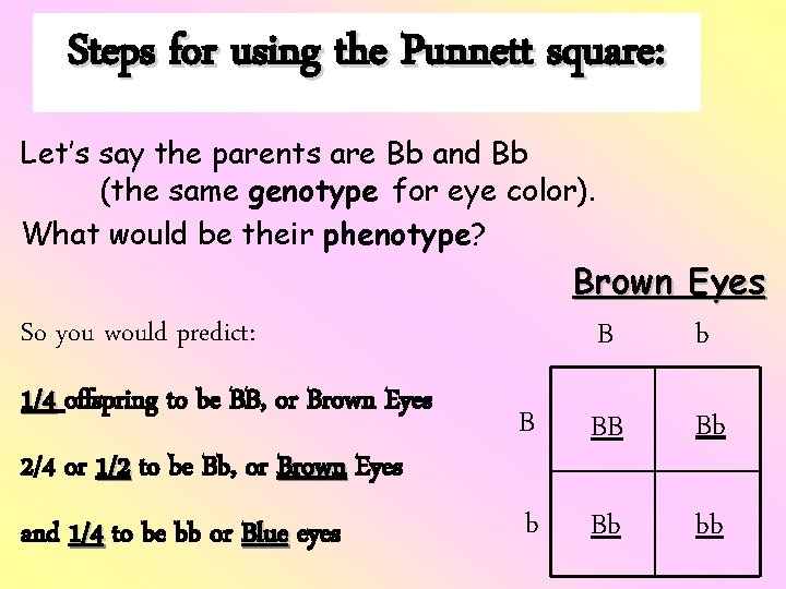 Steps for using the Punnett square: Let’s say the parents are Bb and Bb