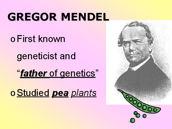 GREGOR MENDEL o First known geneticist and “father of genetics” o Studied pea plants