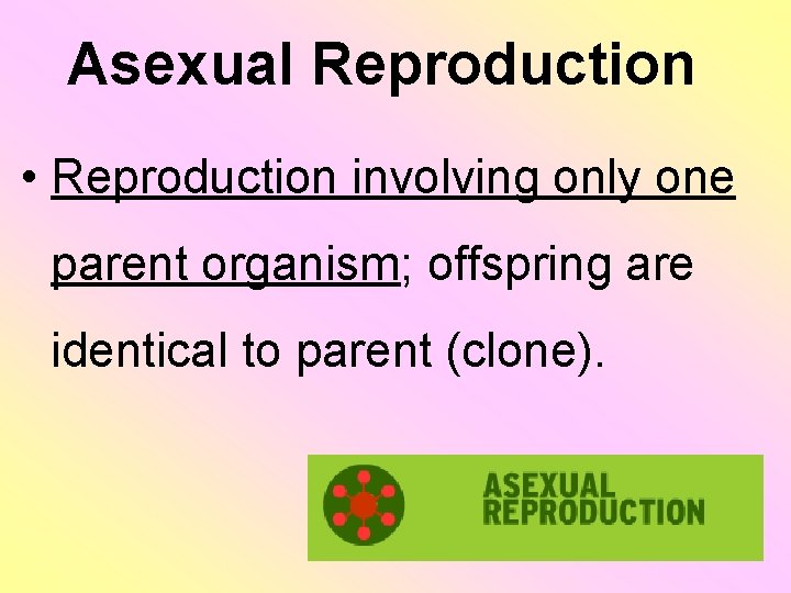 Asexual Reproduction • Reproduction involving only one parent organism; offspring are identical to parent