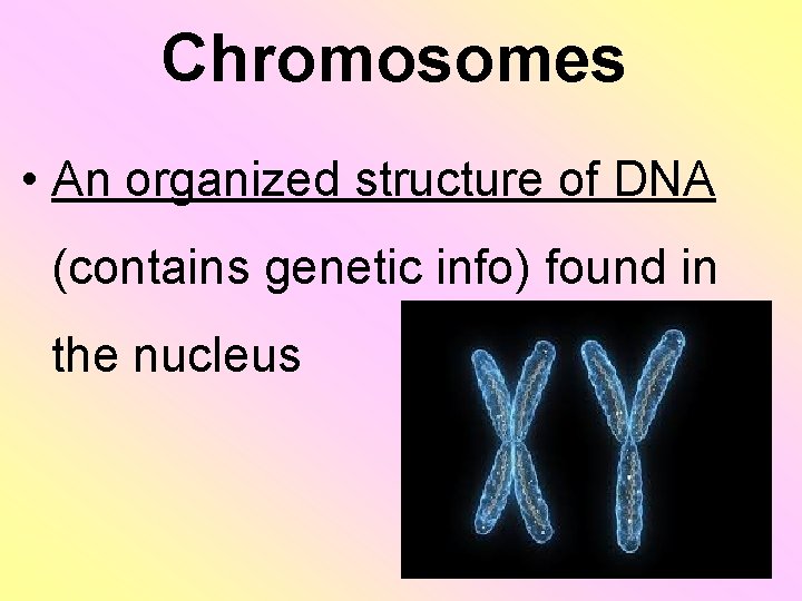 Chromosomes • An organized structure of DNA (contains genetic info) found in the nucleus