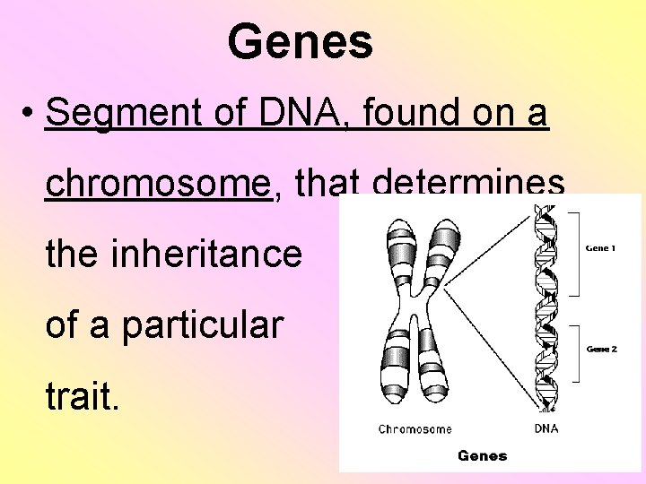 Genes • Segment of DNA, found on a chromosome, that determines the inheritance of
