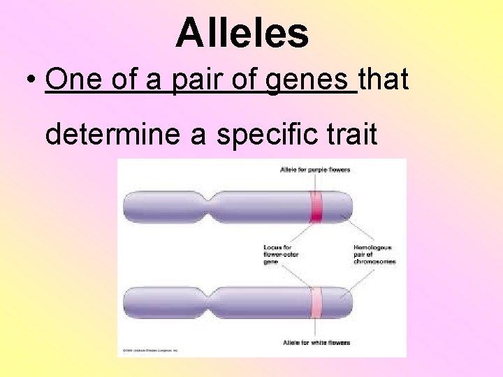 Alleles • One of a pair of genes that determine a specific trait 