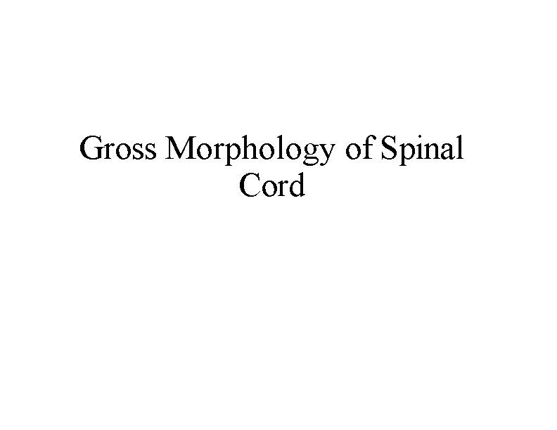 Gross Morphology of Spinal Cord 