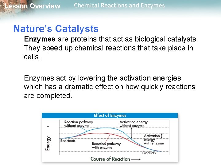 Lesson Overview Chemical Reactions and Enzymes Nature’s Catalysts Enzymes are proteins that act as