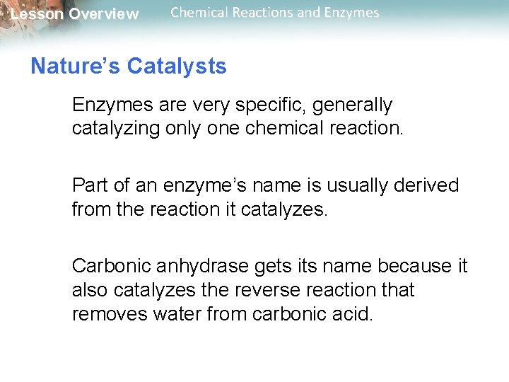 Lesson Overview Chemical Reactions and Enzymes Nature’s Catalysts Enzymes are very specific, generally catalyzing