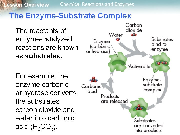 Lesson Overview Chemical Reactions and Enzymes The Enzyme-Substrate Complex The reactants of enzyme-catalyzed reactions