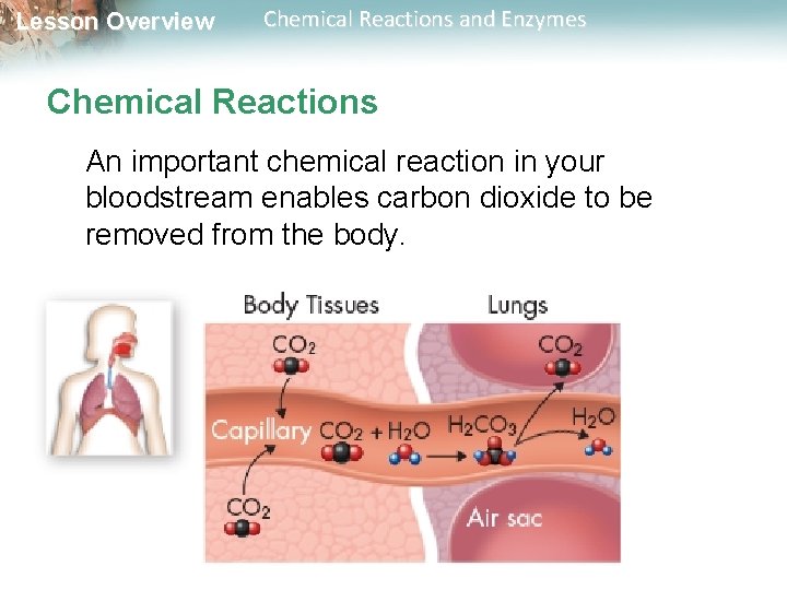 Lesson Overview Chemical Reactions and Enzymes Chemical Reactions An important chemical reaction in your