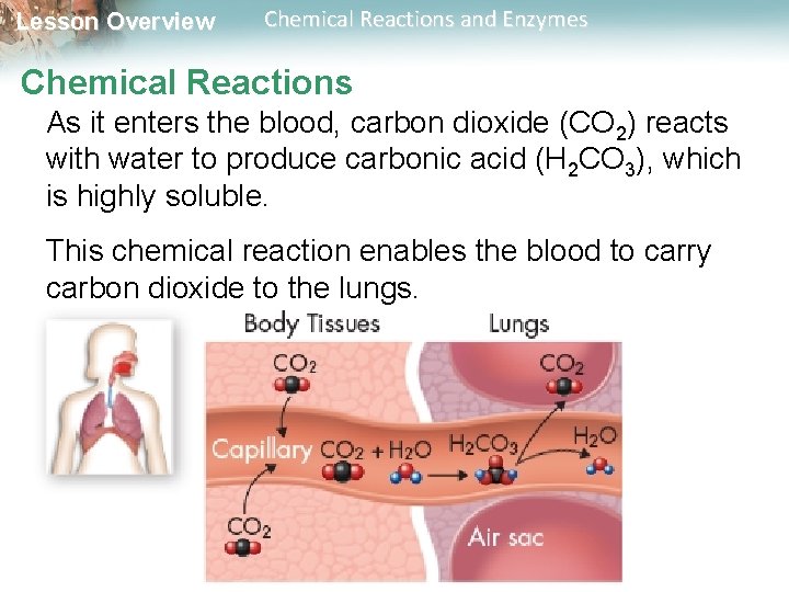 Lesson Overview Chemical Reactions and Enzymes Chemical Reactions As it enters the blood, carbon