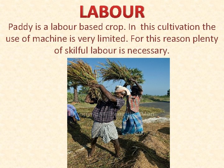 LABOUR Paddy is a labour based crop. In this cultivation the use of machine