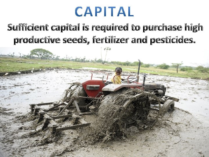 Sufficient capital is required to purchase high productive seeds, fertilizer and pesticides. 
