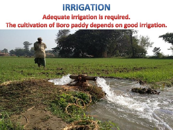 Adequate irrigation is required. The cultivation of Boro paddy depends on good irrigation. 