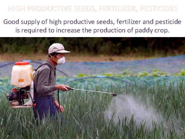 HIGH PRODUCTIVE SEEDS, FERTILIZER, PESTICIDES Good supply of high productive seeds, fertilizer and pesticide