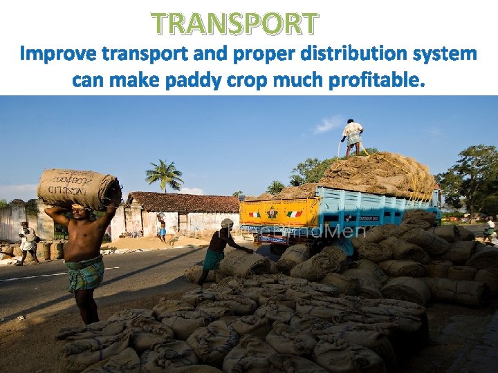 TRANSPORT Improve transport and proper distribution system can make paddy crop much profitable. 