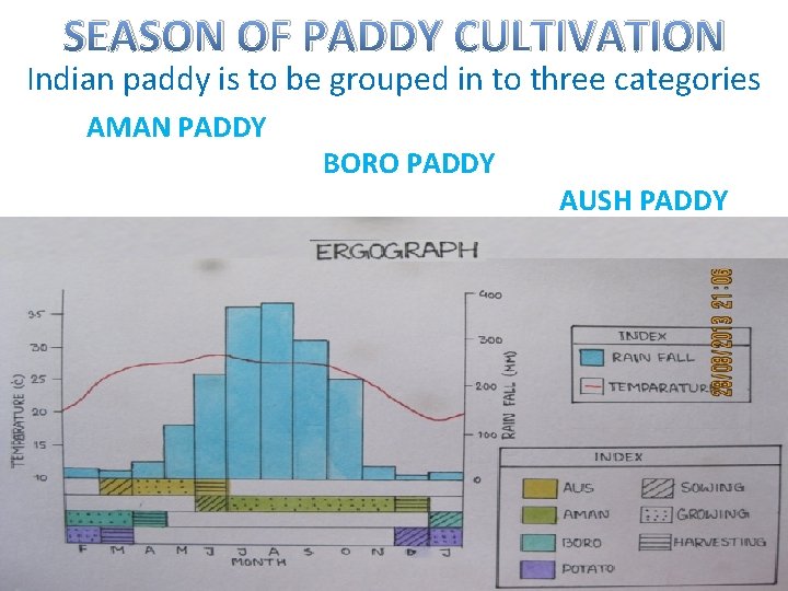 SEASON OF PADDY CULTIVATION Indian paddy is to be grouped in to three categories