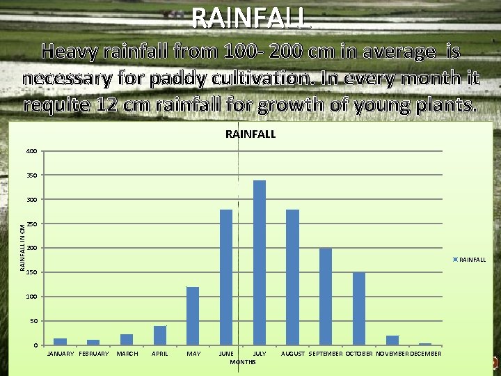 RAINFALL Heavy rainfall from 100 - 200 cm in average is necessary for paddy