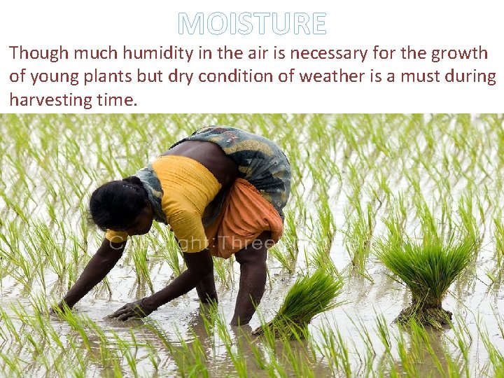 MOISTURE Though much humidity in the air is necessary for the growth of young