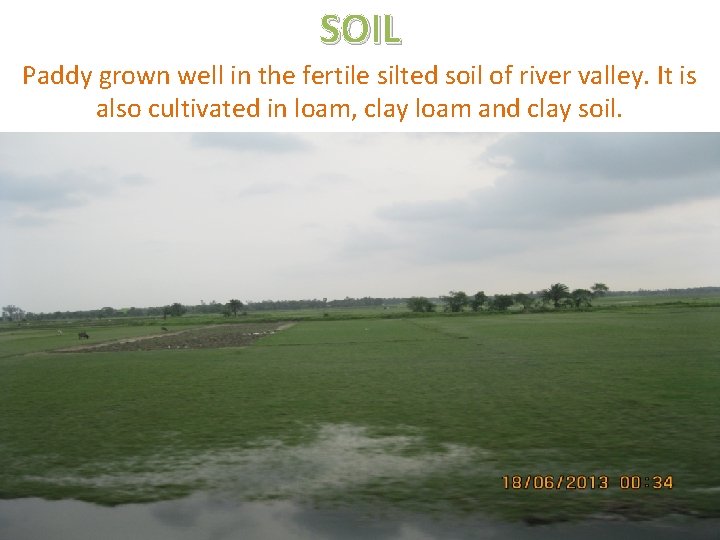 SOIL Paddy grown well in the fertile silted soil of river valley. It is