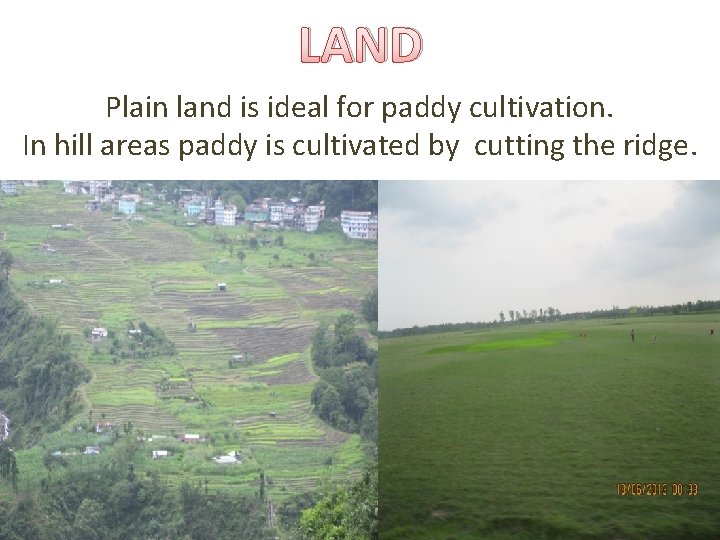 LAND Plain land is ideal for paddy cultivation. In hill areas paddy is cultivated