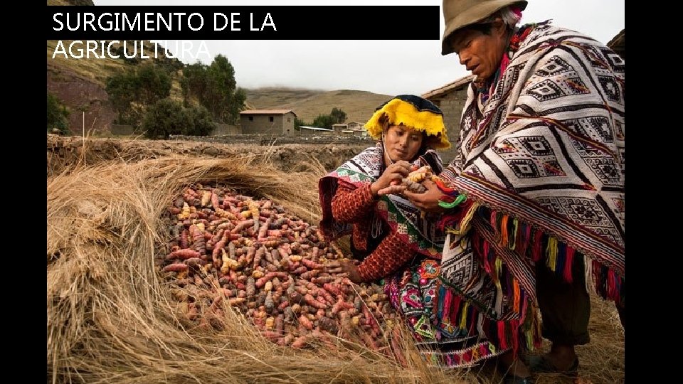 SURGIMENTO DE LA AGRICULTURA 
