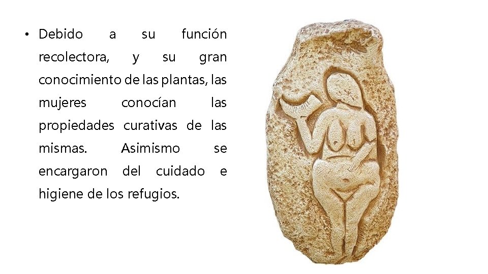  • Debido a recolectora, su y función su gran conocimiento de las plantas,