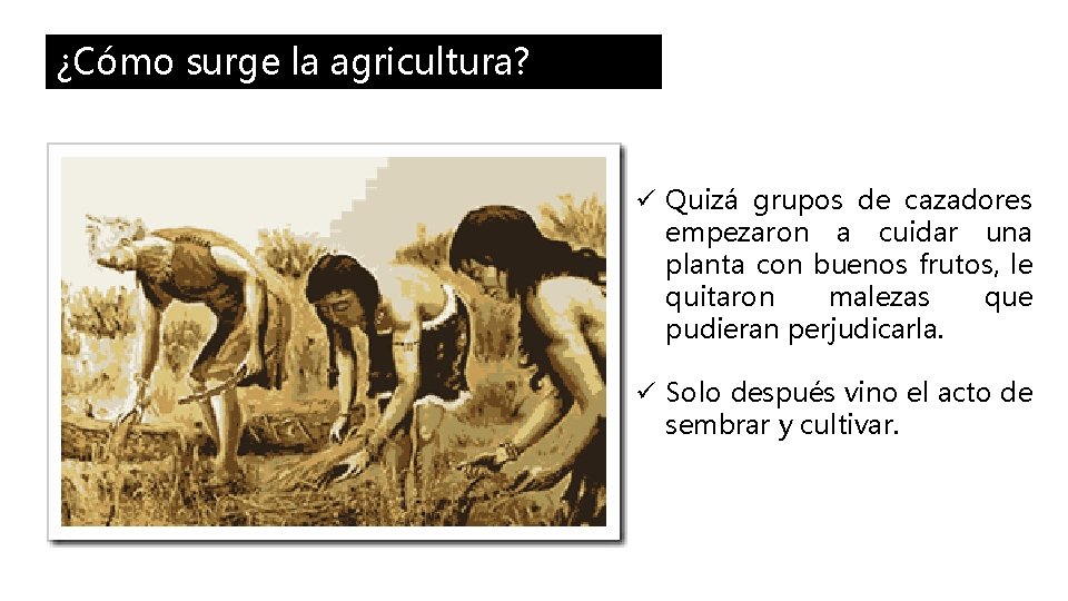 ¿Cómo surge la agricultura? ü Quizá grupos de cazadores empezaron a cuidar una planta