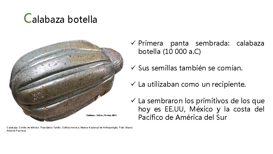 Calabaza botella ü Primera panta sembrada: calabaza botella (10 000 a. C) ü Sus