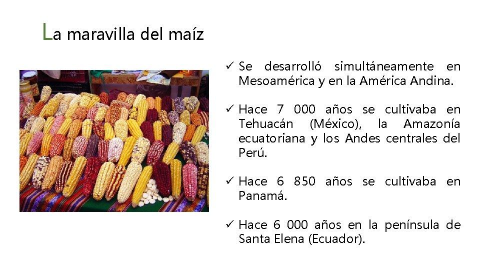 La maravilla del maíz ü Se desarrolló simultáneamente en Mesoamérica y en la América