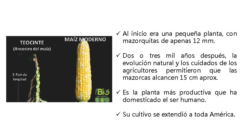 ü Al inicio era una pequeña planta, con mazorquitas de apenas 12 mm. ü
