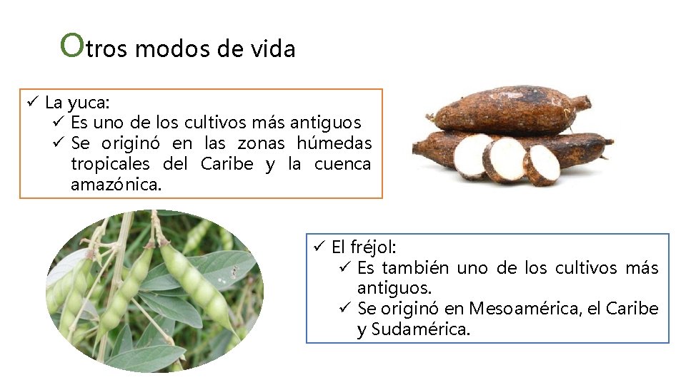 Otros modos de vida ü La yuca: ü Es uno de los cultivos más