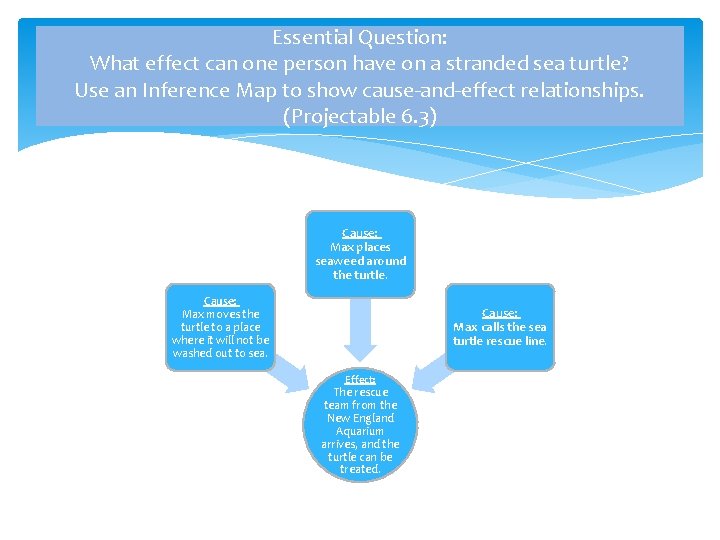 Essential Question: What effect can one person have on a stranded sea turtle? Use Essential Question: What effect can one person have on a stranded sea turtle? Use