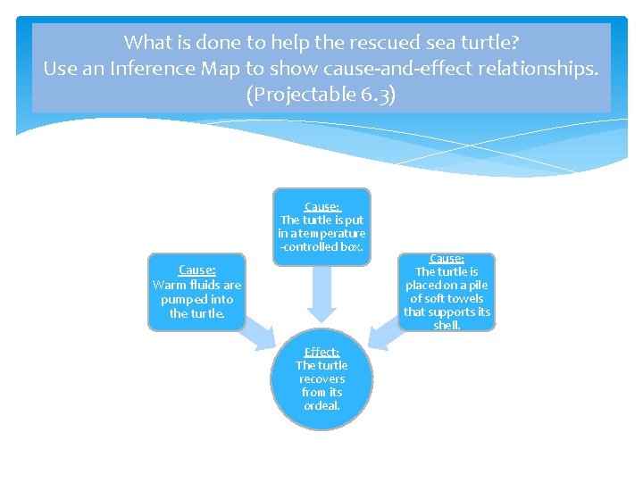 What is done to help the rescued sea turtle? Use an Inference Map to What is done to help the rescued sea turtle? Use an Inference Map to