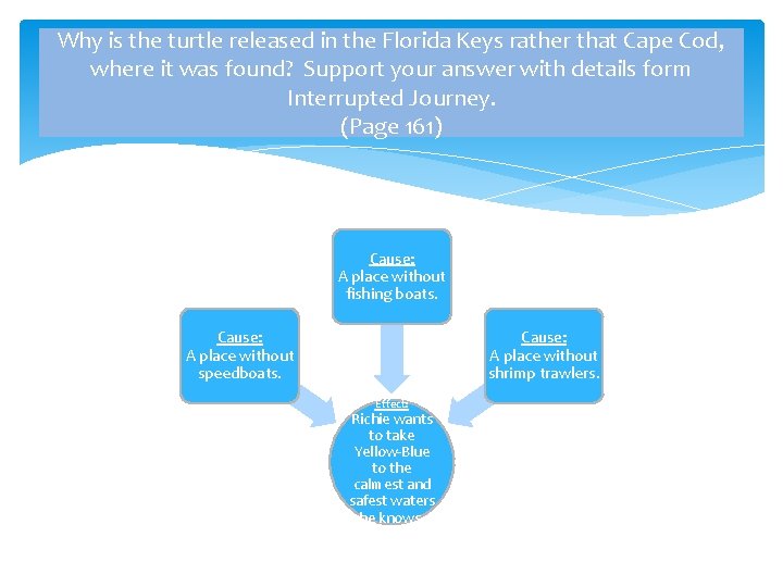 Why is the turtle released in the Florida Keys rather that Cape Cod, where Why is the turtle released in the Florida Keys rather that Cape Cod, where