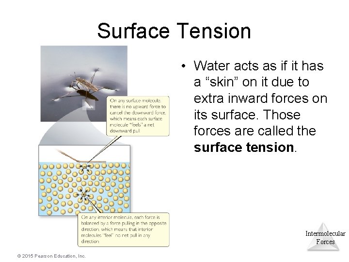 Surface Tension • Water acts as if it has a “skin” on it due