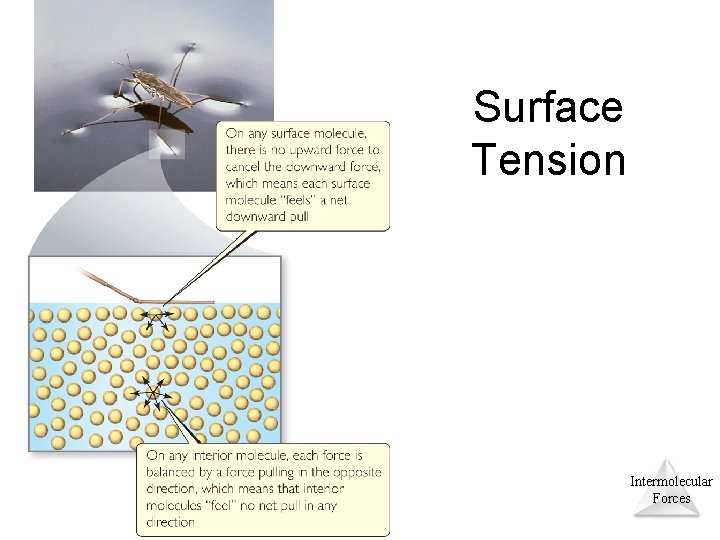 Surface Tension Intermolecular Forces © 2015 Pearson Education, Inc. 