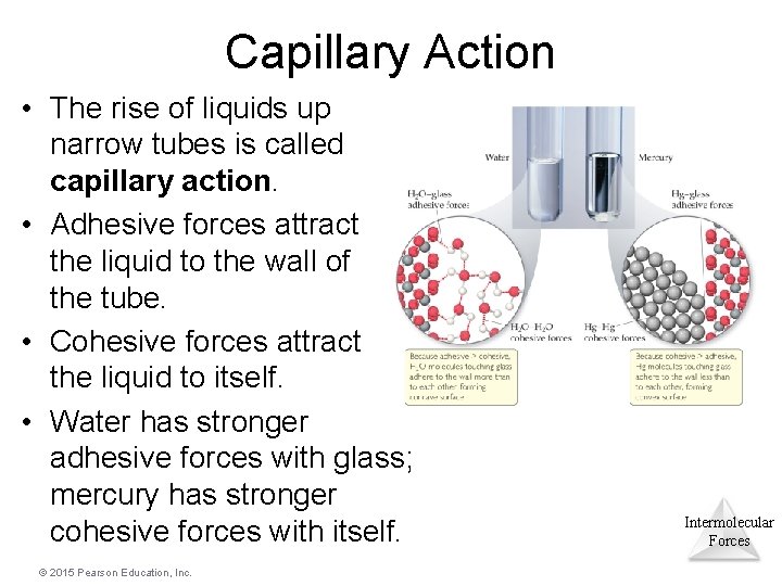 Capillary Action • The rise of liquids up narrow tubes is called capillary action.