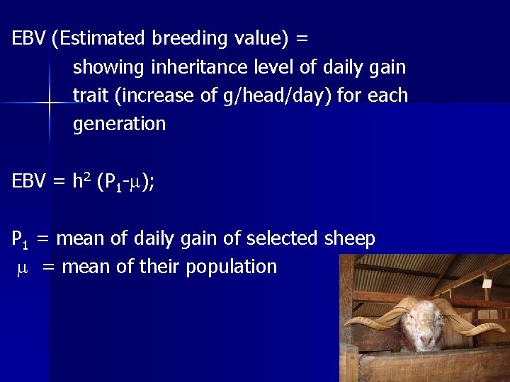EBV (Estimated breeding value) = showing inheritance level of daily gain trait (increase of