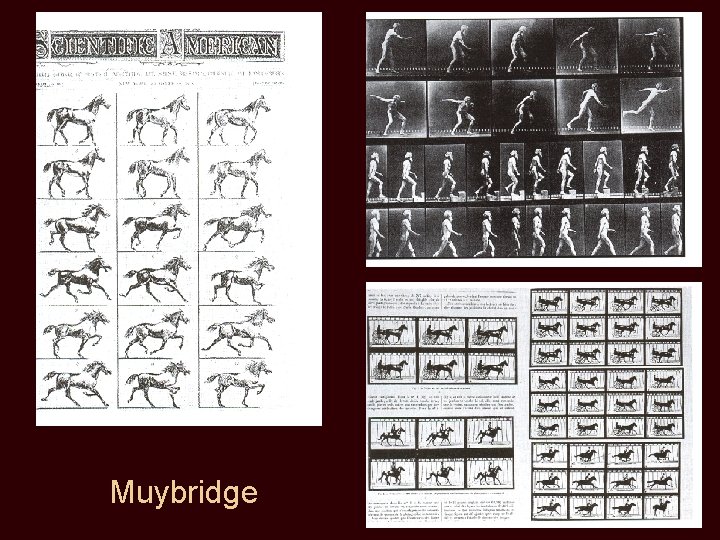 Muybridge 