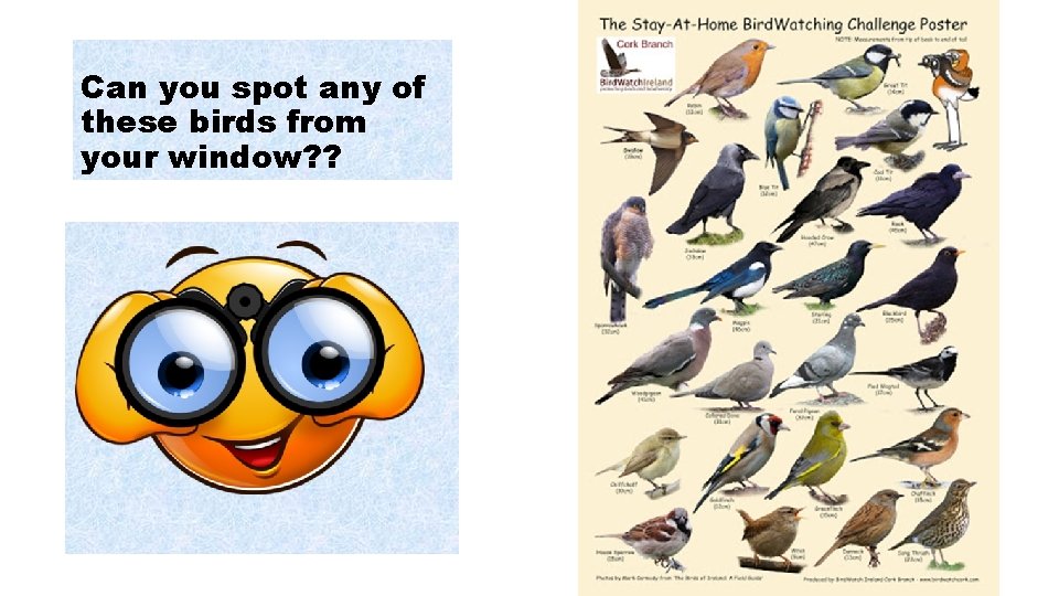 Can you spot any of these birds from your window? ? 