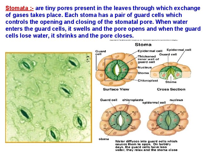 Stomata : - are tiny pores present in the leaves through which exchange of