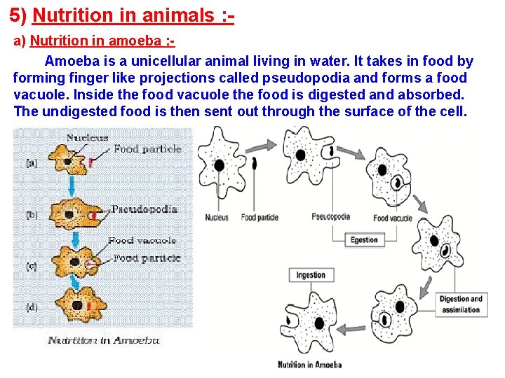 5) Nutrition in animals : a) Nutrition in amoeba : Amoeba is a unicellular