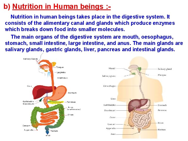 b) Nutrition in Human beings : Nutrition in human beings takes place in the