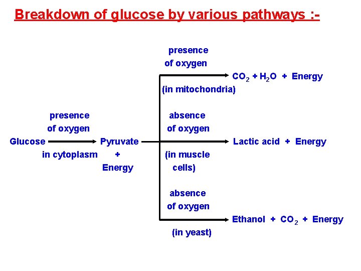 Breakdown of glucose by various pathways : presence of oxygen CO 2 + H